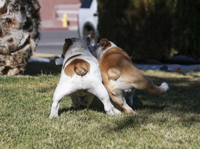 犬のお尻