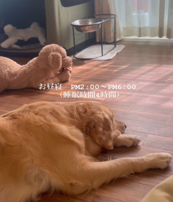 お昼寝する犬