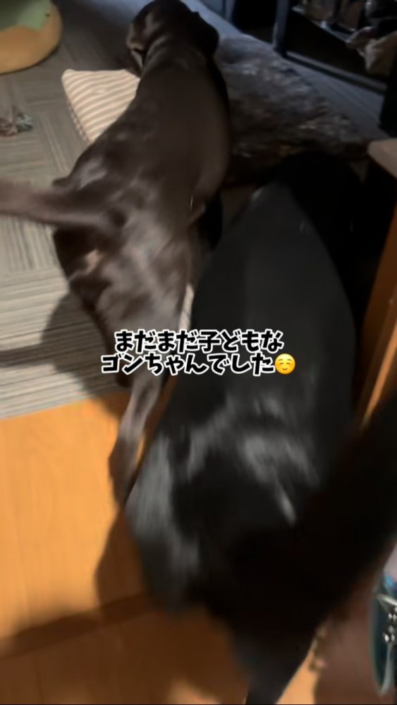 クッションを咥えてリビングを歩く黒ラブの後ろ姿