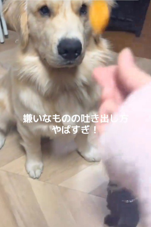 Ｑ太くんにみかんを投げたら2