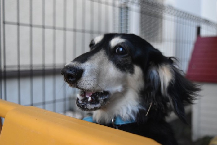 吠えて飼い主に訴えるダックスフンド