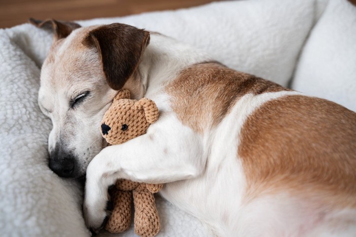 人形を抱えて寝ている犬