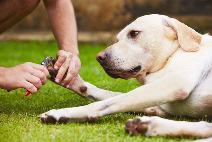 寝転んで爪切りをする犬