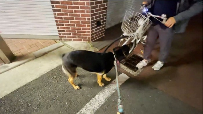 自転車の前に立ちふさがる犬