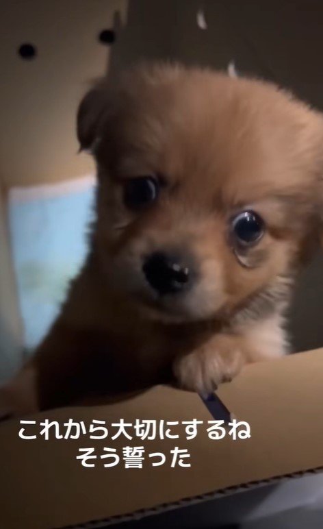 チワポメちゃんの成長4