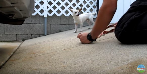 牙をみせる犬