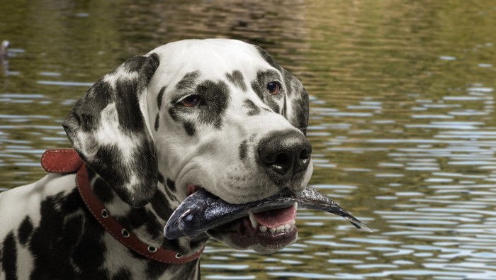 魚をくわえる犬