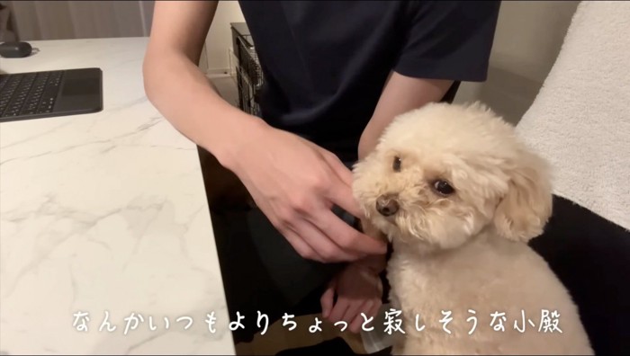 飼い主に撫でられる犬