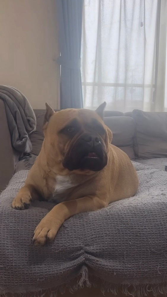 びっくりした顔で飼い主さんを見る犬