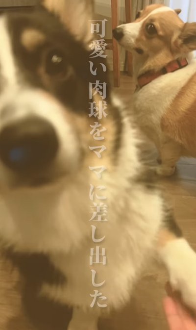 お手する犬