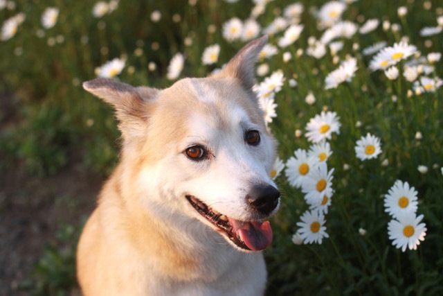 犬と花