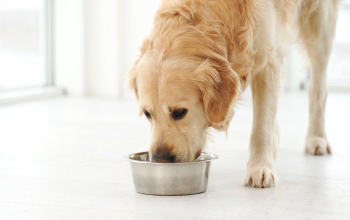 ご飯を食べる犬