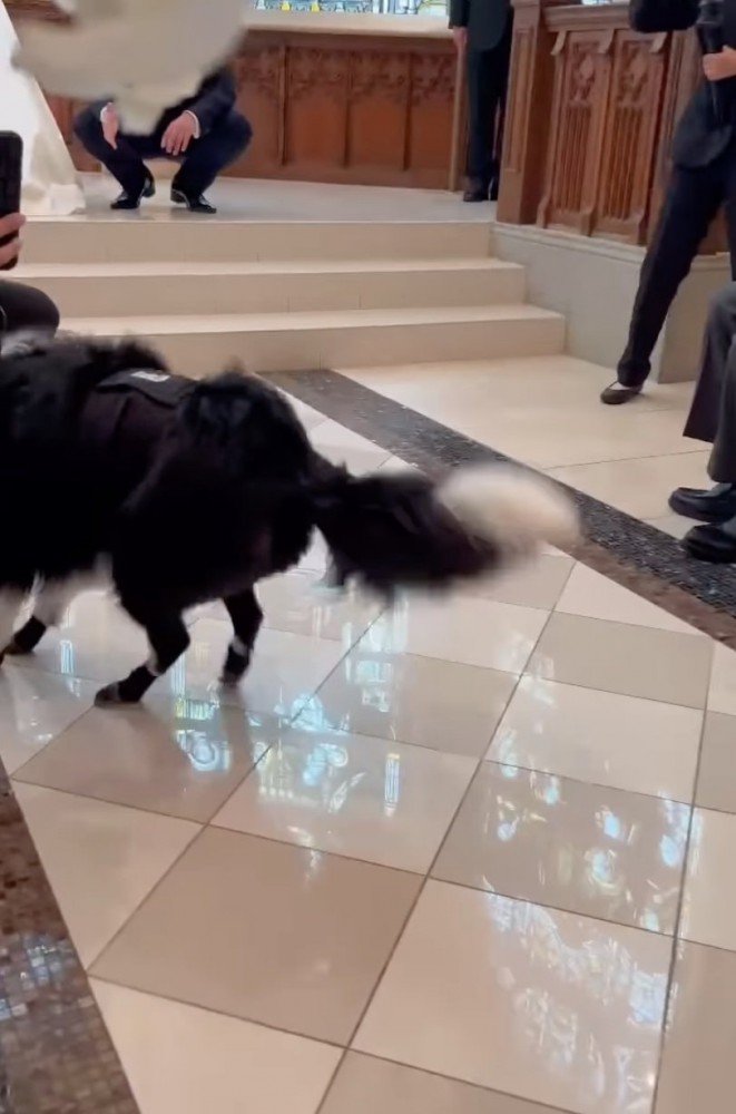 再出発した犬