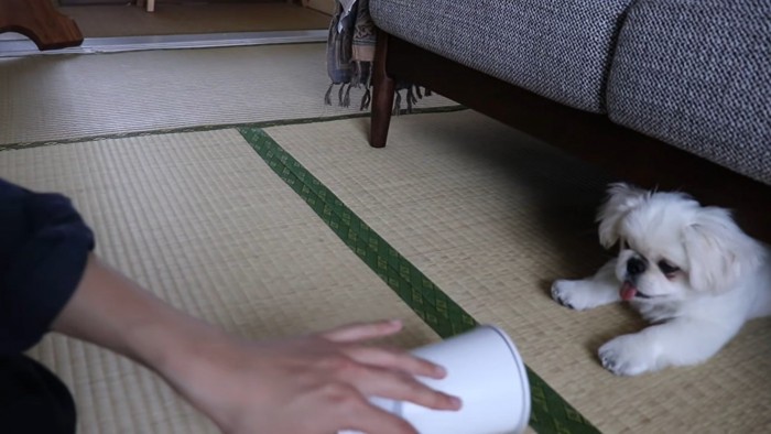 機械を転がす手とソファーの下の犬