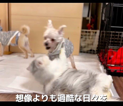 猫とじゃれあう犬