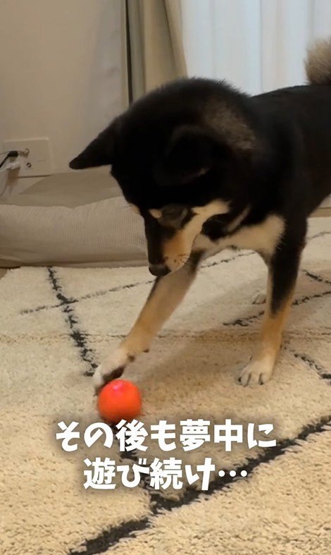 ボールで遊ぶはるちゃん3