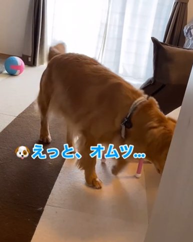 思考するゴールデンレトリバー