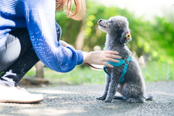 おすわりをする犬