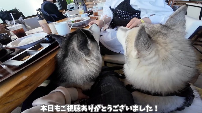 飼い主に食べ物を貰う2匹の犬