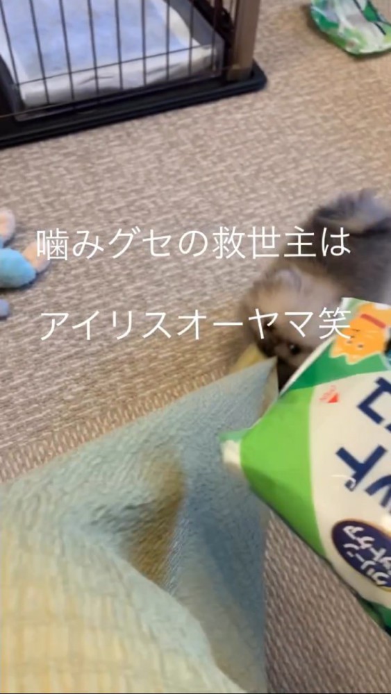 ウェットシートをチラ見するポメ赤ちゃん