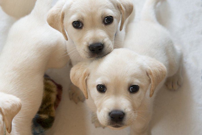 2頭の子犬