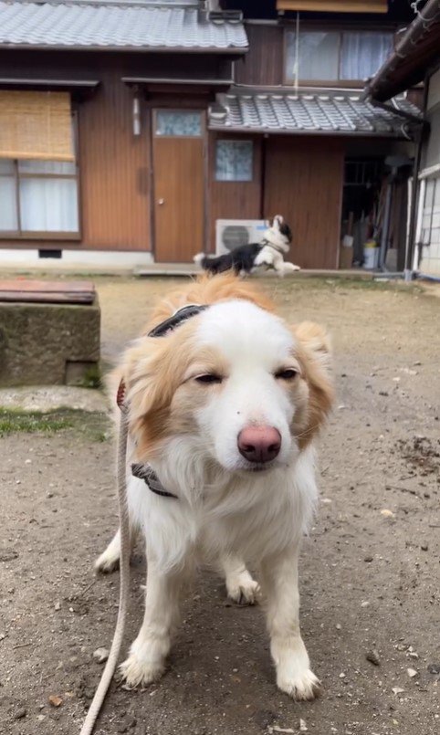 温度差がすごいボノくん＆オルガくん