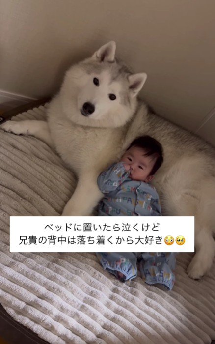 おじクマちゃんも優しい