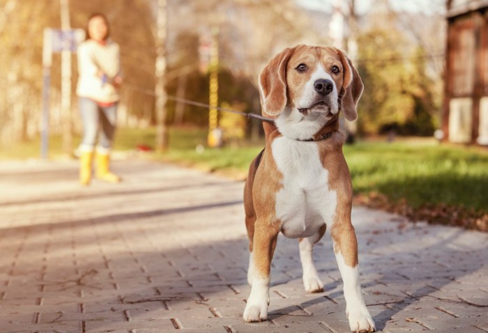 ロングリードで散歩するビーグル犬