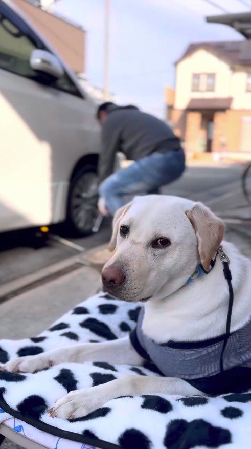 犬用ベッドに座ってカメラを見つめる犬