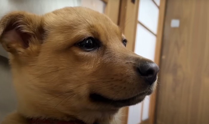 しょんぼりした子犬