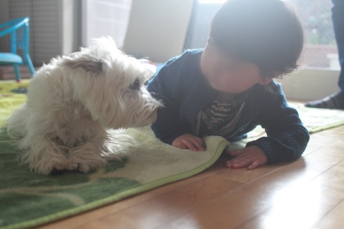 幼児と見つめ合う愛犬