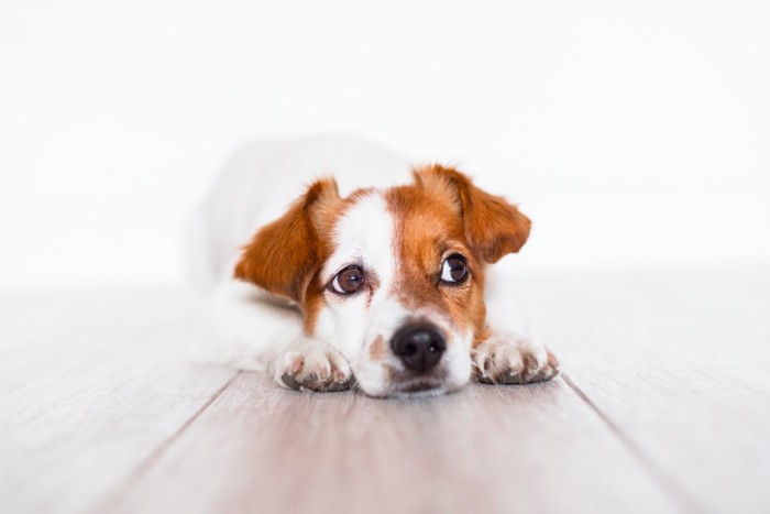 不安そうに床に伏せる犬