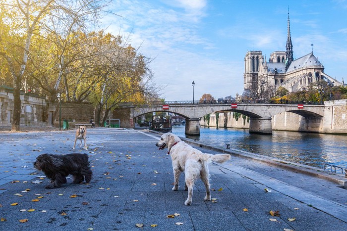 フランスの犬