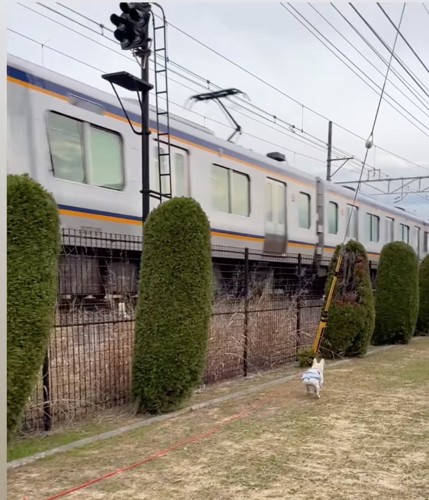 電車を横目で見る犬