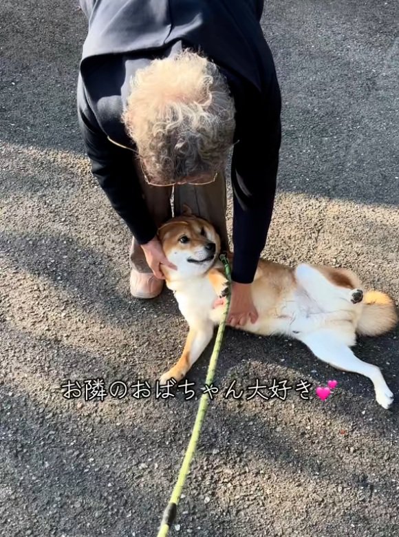おばあちゃんに撫でられる柴犬さん