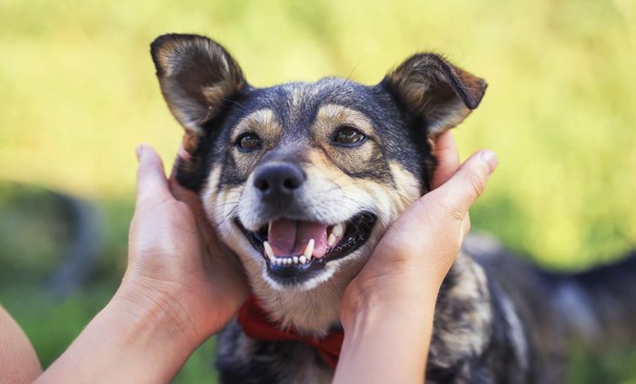 幸せそうな犬