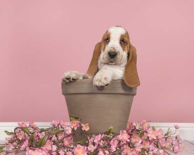 植木鉢に入った犬と落ちた花びら