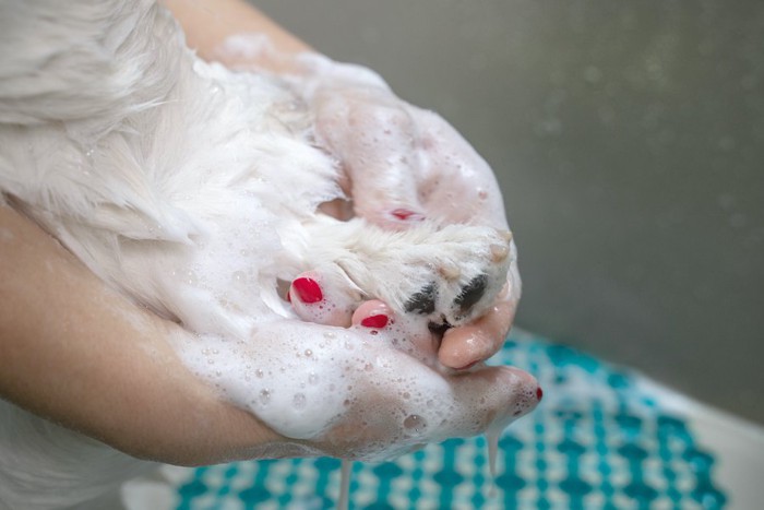 飼い主に洗われている犬の足