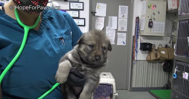 抱きあげられた子犬