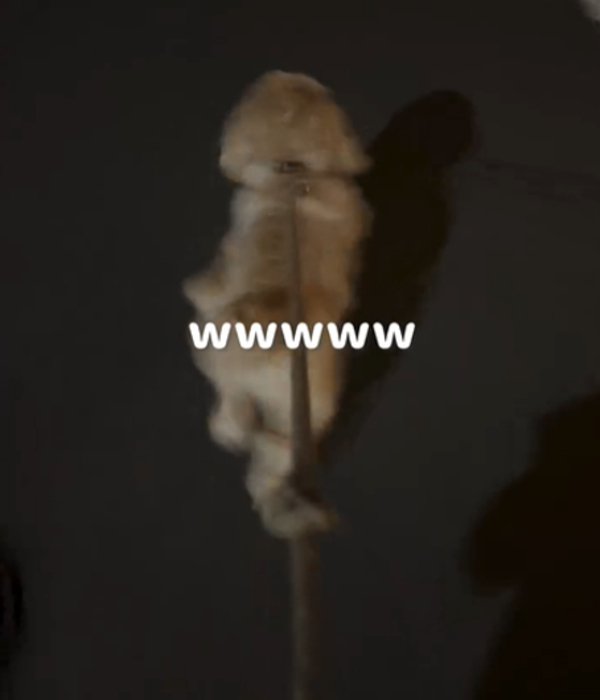 走り続ける犬