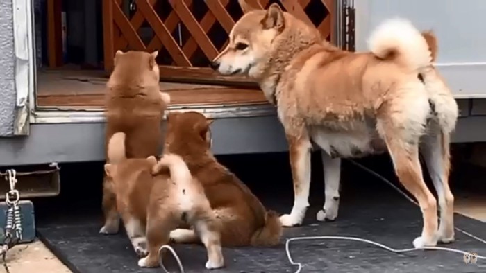 ママと子犬たち