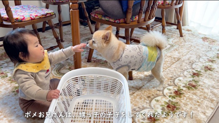 赤ちゃんの指のにおいを嗅ぐ犬