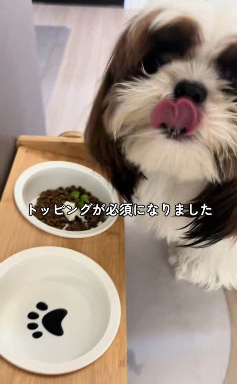 ご飯を食べないパンちゃん7