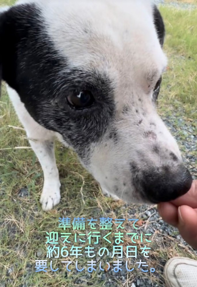 近づく野良犬
