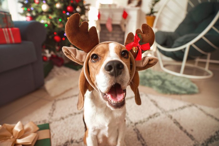 トナカイの耳を付けた犬