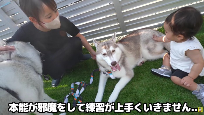 にこちゃんのお散歩練習