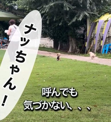 ドッグランで迷子になるカニヘンダックスフンド