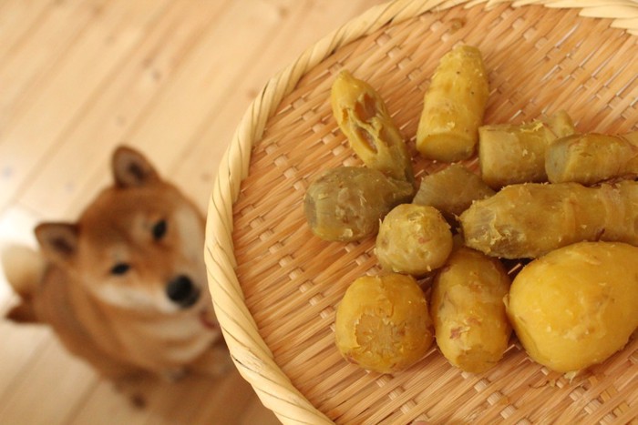 サツマイモを見つめる犬