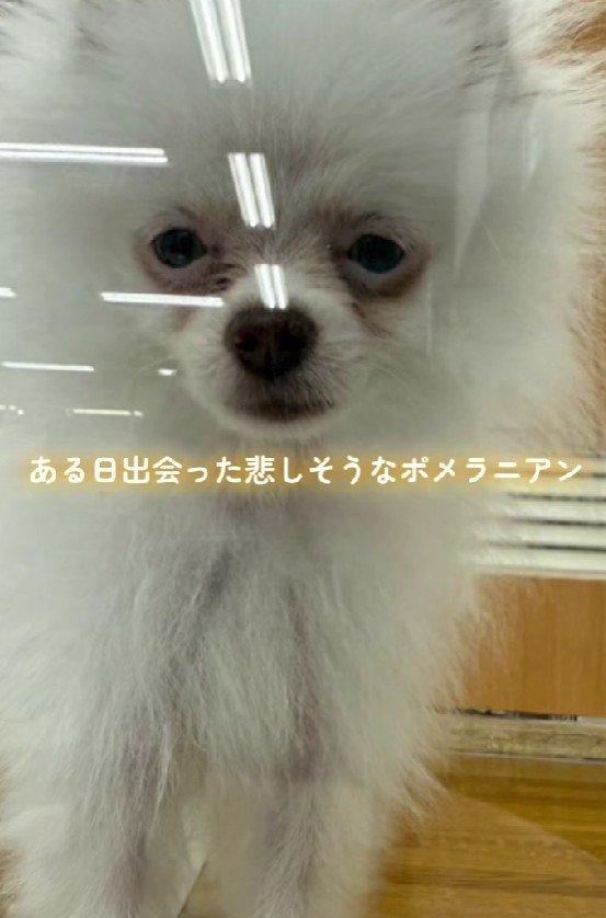 悲しい顔の犬との出会い