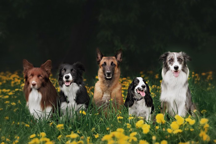 花畑で並んでお座りする5匹の犬